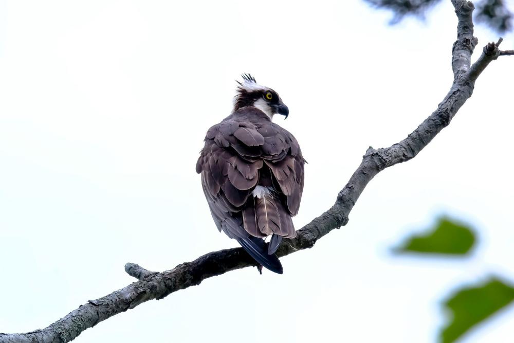 An osprey stays alert for fishy prey in Beaver Dam Creek 