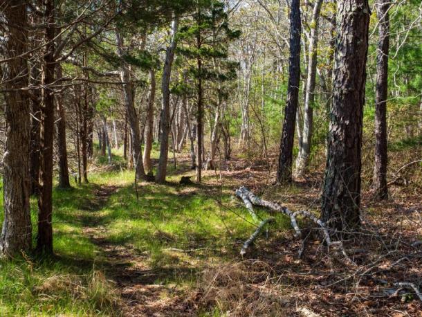 River Walk Conservation Area on Cromesset Road.  Photo by Wareham Land Trust. 
