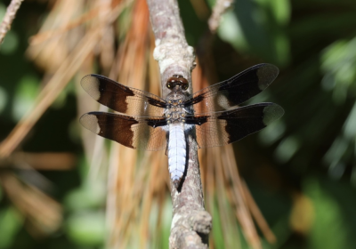 A Common Whitetail dragonfly at the River Walk site. Photo by Andrew Griffith