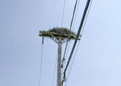Eversource de-energized this pole along Minot Avenue so ospreys could continue to nest safely.