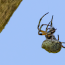 A Giant Lichen Orbweaver spotted during the BioBlitz. Photo by Andrew Griffith