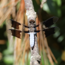 A Common Whitetail dragonfly at the River Walk site. Photo by Andrew Griffith