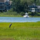 A bird spotted during the BioBlitz. Photo source: Tom Goetz