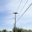 This pole in Swifts Beach has been partially de-energized for eight years to let the ospreys nest on it. The lowest wire is still live, but is covered in orange insulation to protect the wire and the birds.
