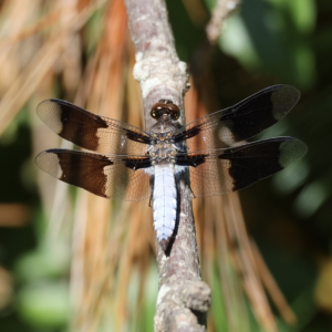 A Common Whitetail dragonfly at the River Walk site. Photo by Andrew Griffith