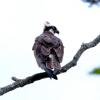 An osprey stays alert for fishy prey in Beaver Dam Creek 