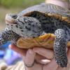 Diamondback terrapins are a protected species, and construction on the Route 6 bridge has been delayed to protect their nesting areas. File photo
